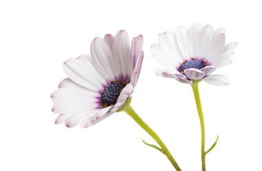 Osteosperumum Çiçek Papatyası Beyaz Arkaplanda izole edildi. Makro Yakın Çekim