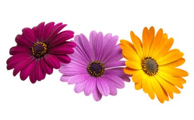 Osteosperumum Çiçek Papatyası Beyaz Arkaplanda izole edildi. Makro Yakın Çekim