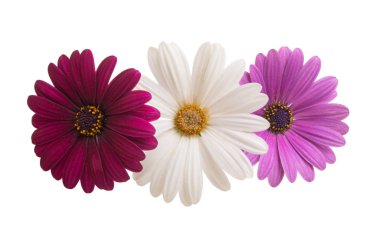 Osteosperumum Çiçek Papatyası Beyaz Arkaplanda izole edildi. Makro Yakın Çekim