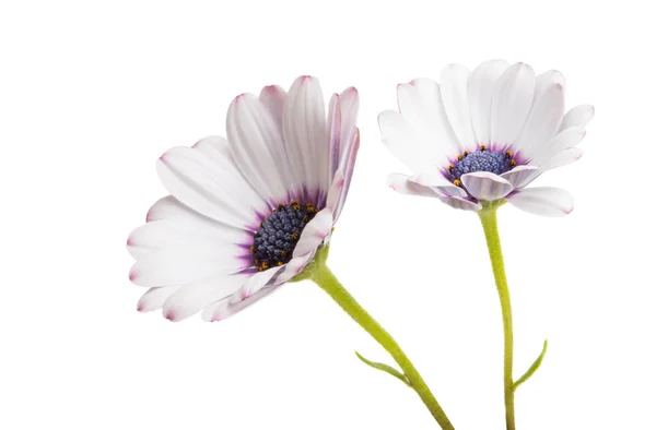 Osteosperumum Flower Daisy Isolated White Background Англійською Macro Closeup — стокове фото
