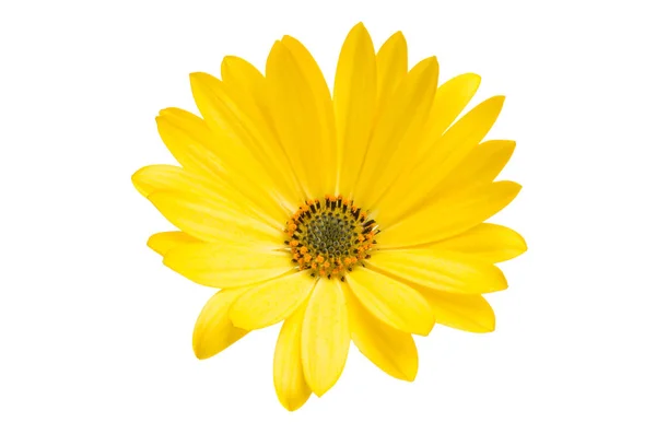 Osteosperumum Flower Daisy Izolované Bílém Pozadí Uzavření Makra — Stock fotografie