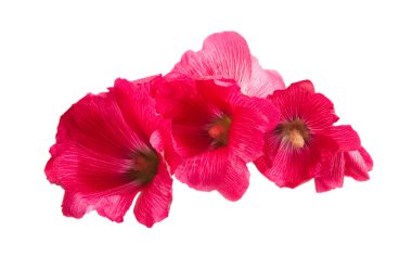 Beyaz arka plan üzerinde izole kırmızı ebegümeci