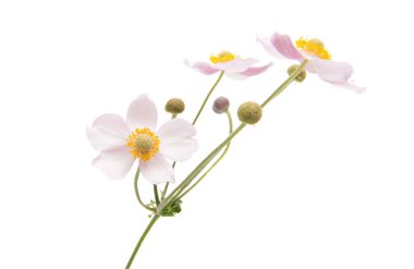 Beyaz arkaplanda izole edilmiş güzel çiçek