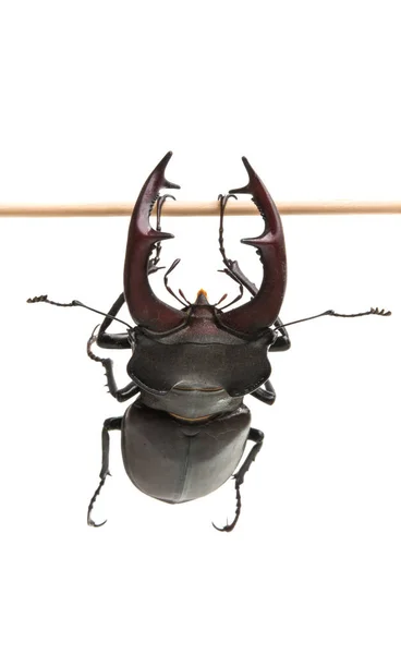 Stag Beetle Isolated White Background — Stock Photo, Image