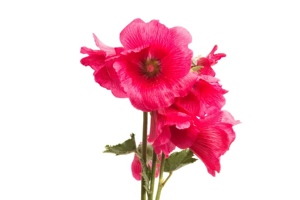 Malva Roja Aislada Sobre Fondo Blanco — Foto de Stock