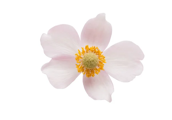 Beautiful Flower Isolated White Background — Stock Photo, Image