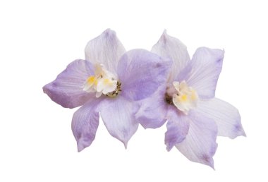 Beyaz arka plan üzerinde izole delphinium çiçekler