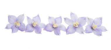 Beyaz arka plan üzerinde izole delphinium çiçekler