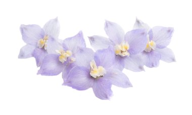 Beyaz arka plan üzerinde izole delphinium çiçekler