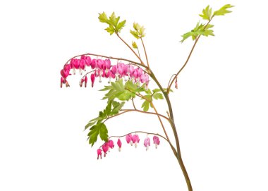 kırık kalpler beyaz arka plan üzerinde izole çiçek