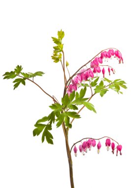 kırık kalpler beyaz arka plan üzerinde izole çiçek