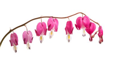 kırık kalpler beyaz arka plan üzerinde izole çiçek