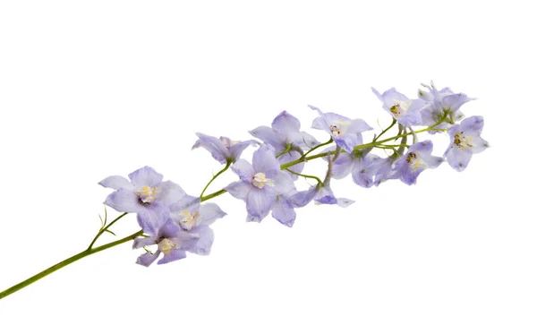 Flores Delphinium Isolado Fundo Branco — Fotografia de Stock