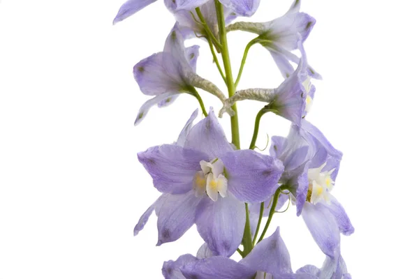 Fleurs Delphinium Isolées Sur Fond Blanc — Photo