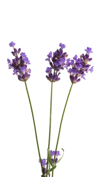 Lavanda Aislada Sobre Fondo Blanco — Foto de Stock