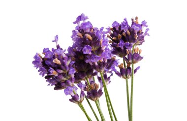 Beyaz arkaplanda lavanta izole edildi