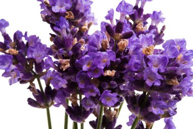 Beyaz arkaplanda lavanta izole edildi