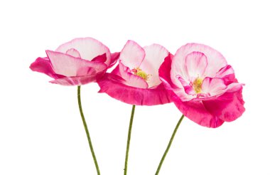 beyaz bir arka plan üzerinde izole güzel haşhaş