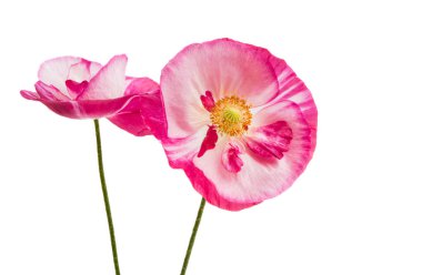 beyaz bir arka plan üzerinde izole güzel haşhaş