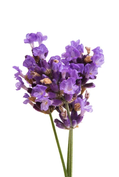 Lavendel Geïsoleerd Witte Achtergrond — Stockfoto