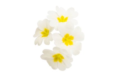 Beyaz arka plan üzerinde izole çuha çiçeği çiçek