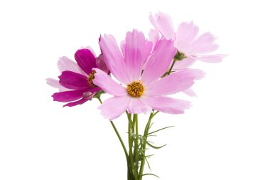 Beyaz arkaplanda kosmeya çiçekleri izole