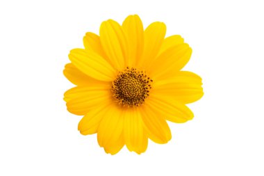 Beyaz arka plan üzerinde izole heliopsis