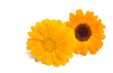 beyaz arkaplanda izole edilmiş kadife çiçekleri