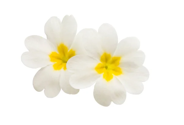 Květy Prvosenky Izolovaných Bílém Pozadí — Stock fotografie