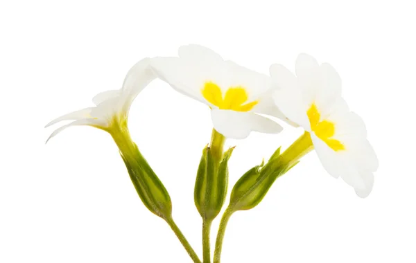 Fleurs Onagre Isolées Sur Fond Blanc — Photo