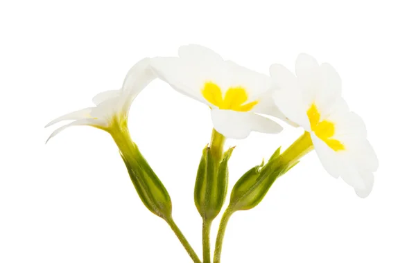 Primrose Fiori Isolati Sfondo Bianco — Foto Stock