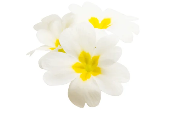 Primrose Flowers Isolated White Background — Stock Photo, Image