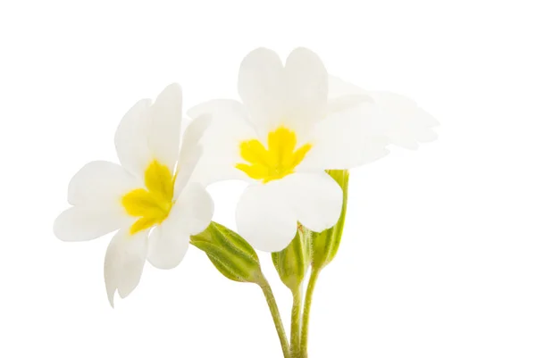 Primrose Blommor Isolerad Vit Bakgrund — Stockfoto