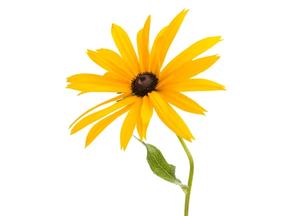 Rudbeckia Fleurs Isolées Sur Fond Blanc — Photo