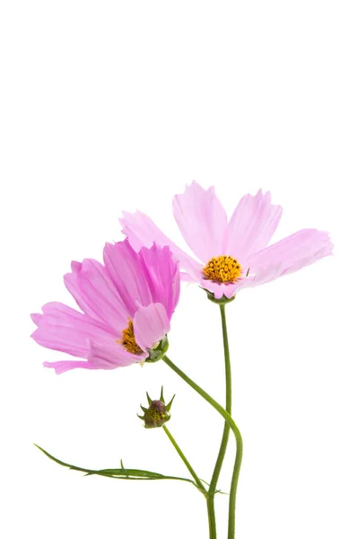 Kosmeya Blumen Isoliert Auf Weißem Hintergrund — Stockfoto