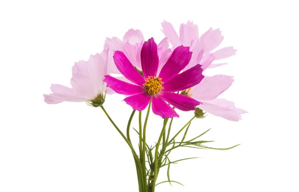 Kosmeya Květiny Izolované Bílém Pozadí — Stock fotografie