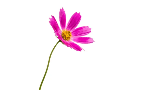 Kosmeya Květiny Izolované Bílém Pozadí — Stock fotografie