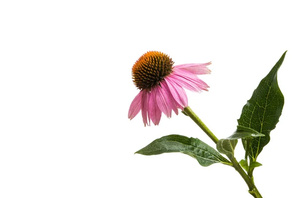 Echinacea Fiori Isolati Sfondo Bianco — Foto Stock