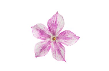 phlox çiçeği beyaz arkaplanda izole edildi