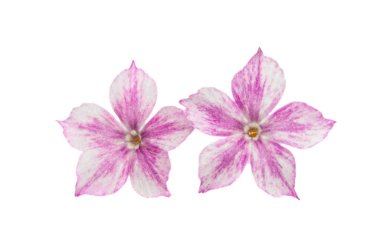 phlox çiçeği beyaz arkaplanda izole edildi