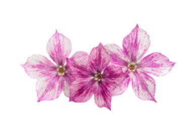 phlox çiçeği beyaz arkaplanda izole edildi