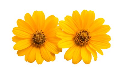 Beyaz arka plan üzerinde izole heliopsis