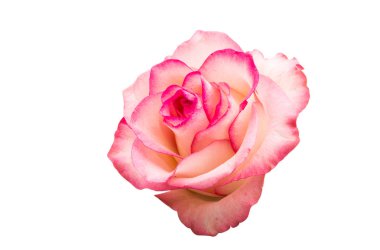 Pembe Gül beyaz arkaplanda izole edildi