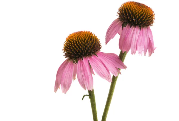 Echinacea Λουλούδια Που Απομονώνονται Λευκό Φόντο — Φωτογραφία Αρχείου