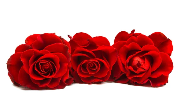Rosa Hermosa Roja Aislada Sobre Fondo Blanco —  Fotos de Stock