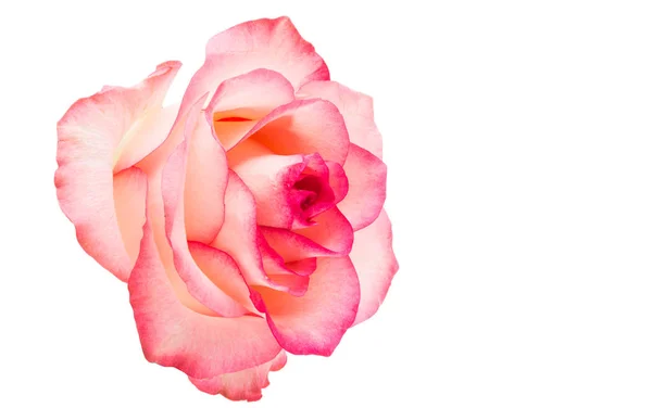 Ροζ Τριαντάφυλλο Απομονωμένο Λευκό Φόντο — Φωτογραφία Αρχείου