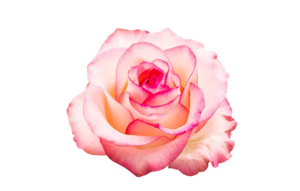 Pink Rose Geïsoleerd Witte Achtergrond — Stockfoto