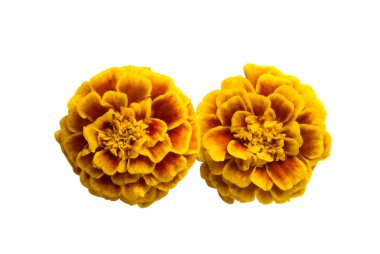 Kadife çiçekleri beyaz arkaplanda izole edilmiş