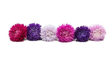 Beyaz arka plan üzerinde izole aster çiçekler