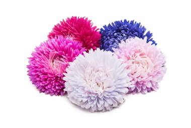 Beyaz arka plan üzerinde izole aster çiçekler